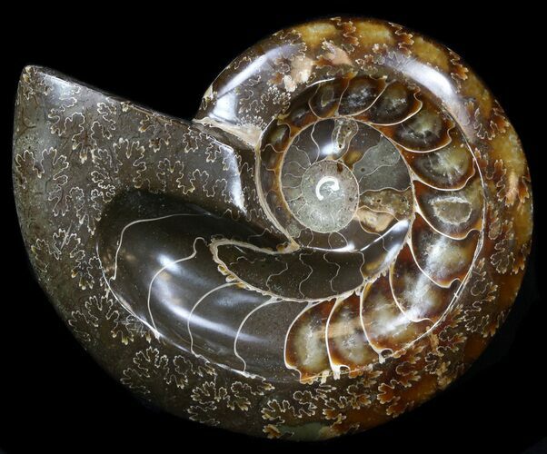 Wide Polished Ammonite 'Dish' #33860